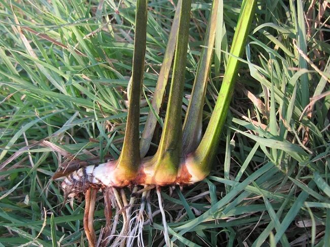 аир болотный гигрофит. аира корневища (75г) красногорсклексредства. аир болотный корень. аир обыкновенный - acorus calamus. аир обыкновенный корневища.