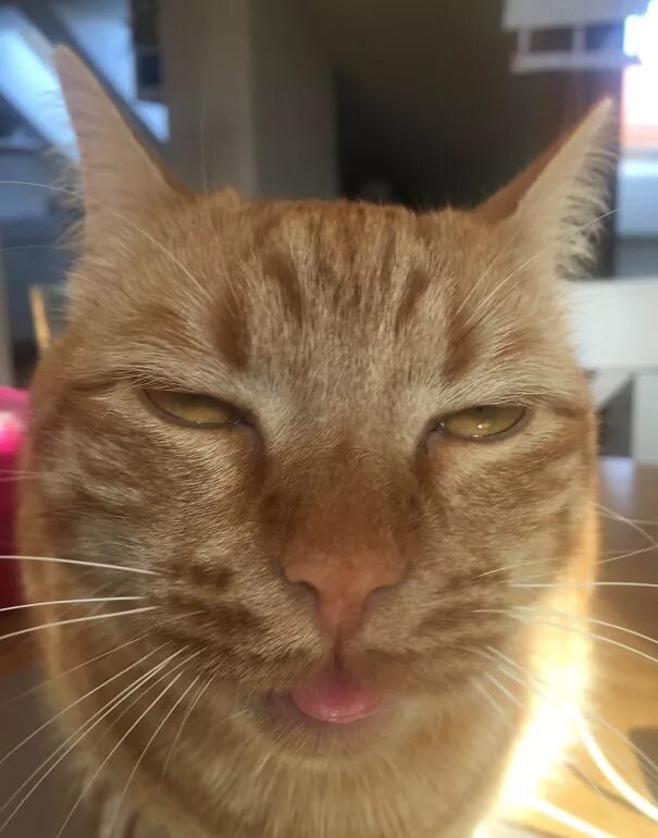 Bored cat