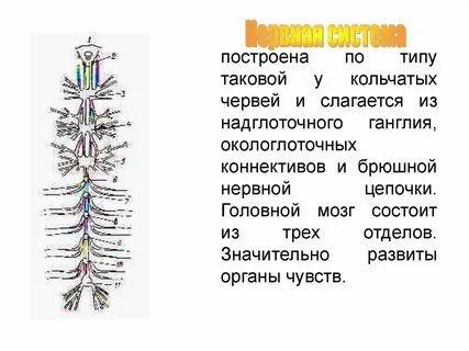 Типы нервных цепочек