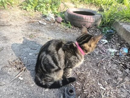 Кошка ищет котят