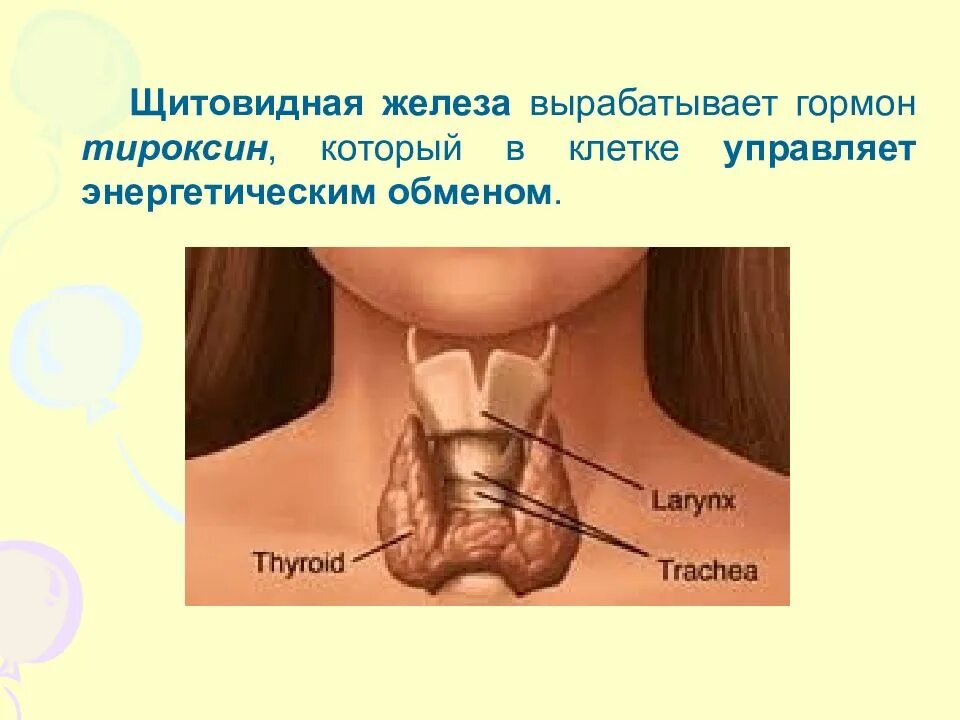 Щитовидной железой продуцируется. Щитовидная железа вырабатывает гормон. Железа вырабатывающая гормон тироксин. Щитовидная железа гормоны вырабатываемые железой.