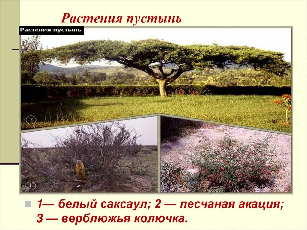 Установите соответствие между растениями и животными саксаул