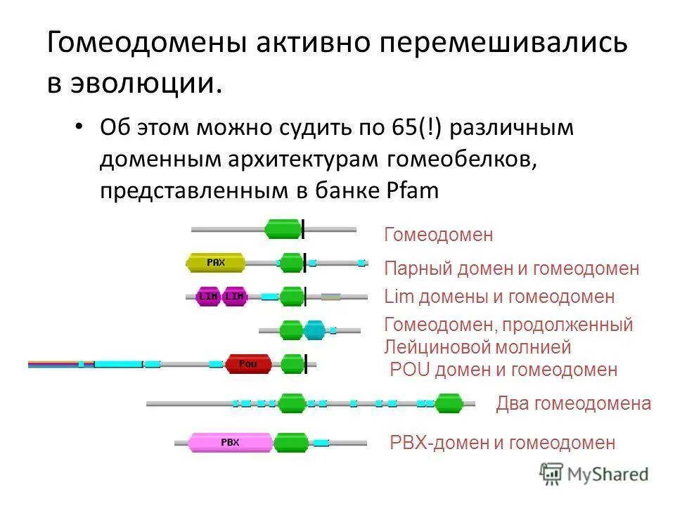 Эволюция белков ферментов