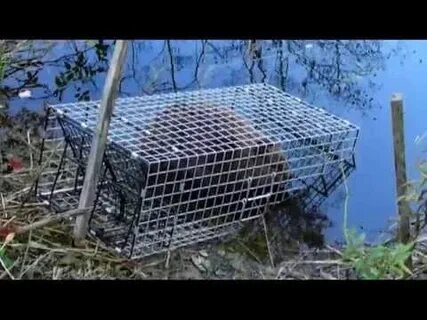 Как сделать приманку на бобра