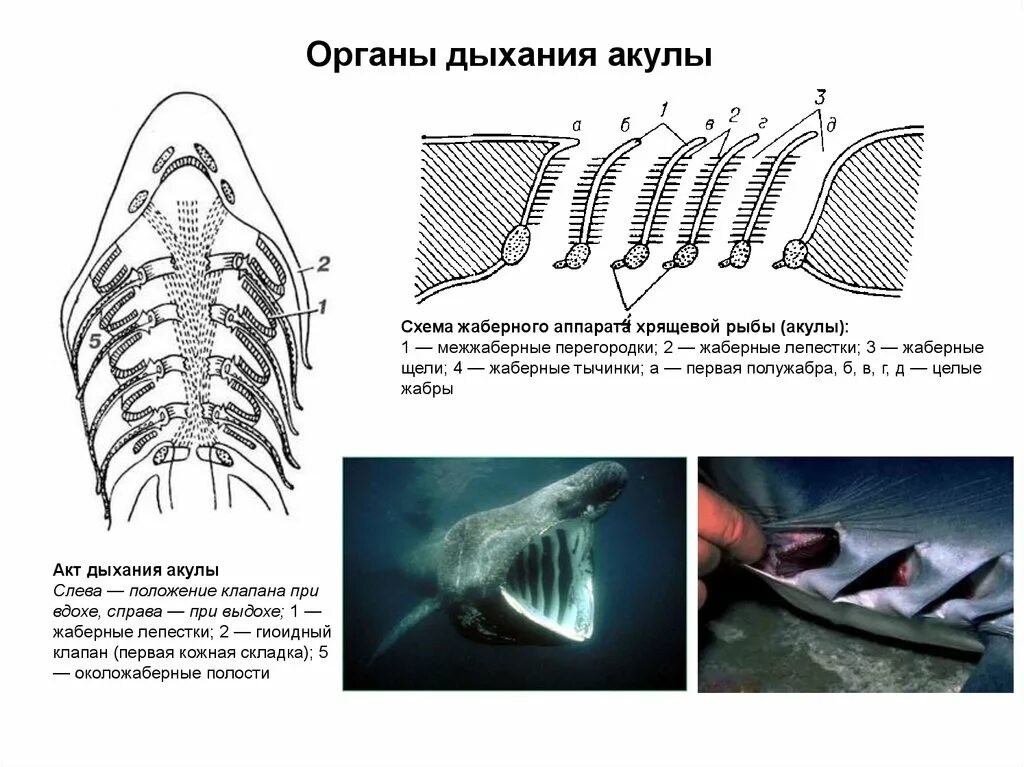 Какую функцию выполняют жабры у китовой акулы. Схема жаберного аппарата акулы. Дыхательная система акулы схема. Дыхательная система костных и хрящевых рыб. Дыхательная система хрящевых рыб.