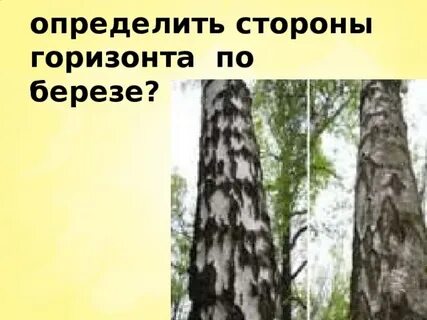 Как распознать березу