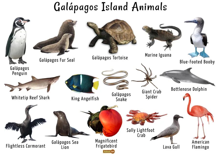 Galapagos Islands animals. Растения Галапагосских островов. Галапагосские острова чьи они сейчас. Африканский Галапагос. Галапагосские острова как переводится с испанского