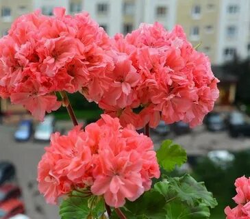 Пеларгония шелк