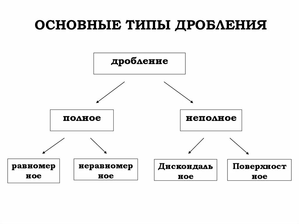 Проанализируйте таблицу типы дробления Эмбриогенез человека online presentation