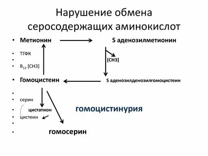Особенности обмена и роль аминокислот