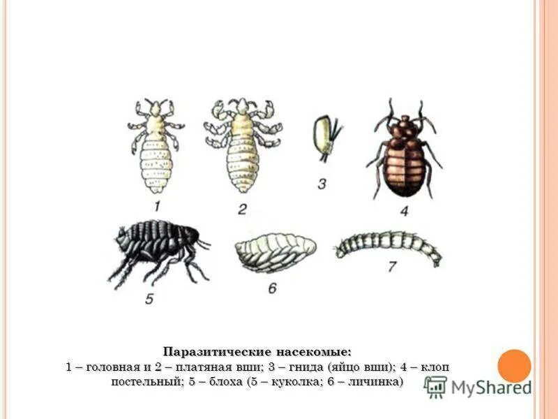 Какое развитие у клопа. Жизненный цикл постельного клопа. Клопы стадии развития. Цикл развития постельного клопа схема. Постельный клоп стадии развития.