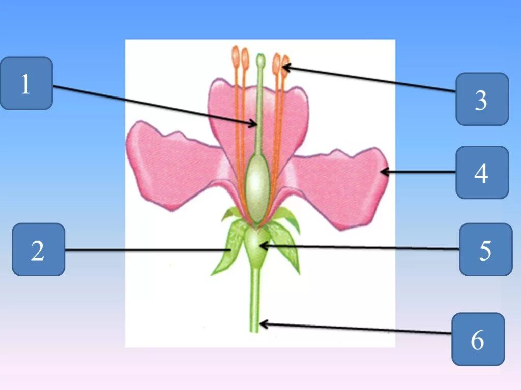 Строение цветка 6 класс биология рисунок из учебника. Строение цветка 6. Цветок видоизмененный укороченный побег. Цветок и его строение 6 класс биология. Цветок строение и значение презентация 6 класс.