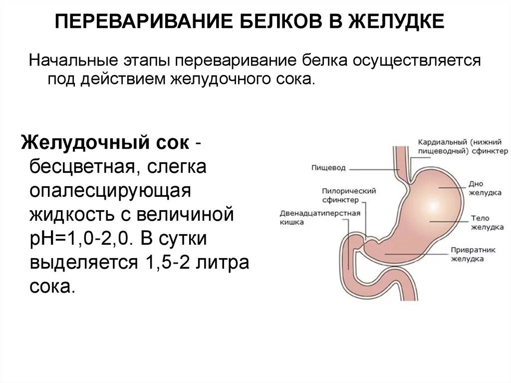 Где начинает перевариваться. Переваривание белка желудочным соком. Переваривание белков ЖКТ желудок. Как перевариваются белки в желудке. Схема переваривания белков.