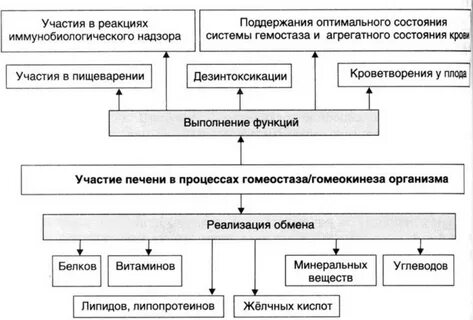 Гемостаз печени