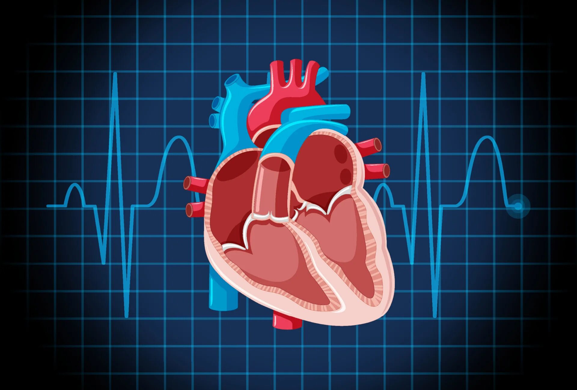 Heart science