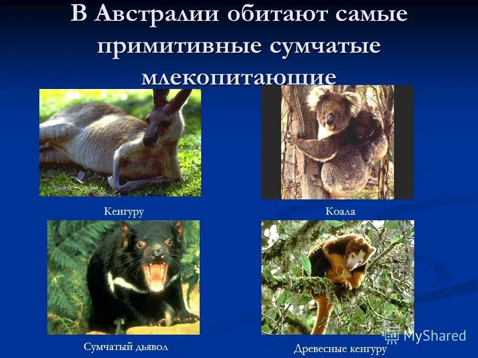 Наиболее примитивные млекопитающие. Млекопитающие сумчатые животные. отряд сумчатые многообразие. в австралии обитают.