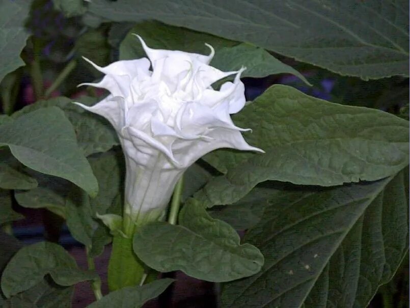 датура балерина еллоу. датура пурпурный рыцарь. дурман балерина парпл. датура балерина еллоу. дурман датура балерина.