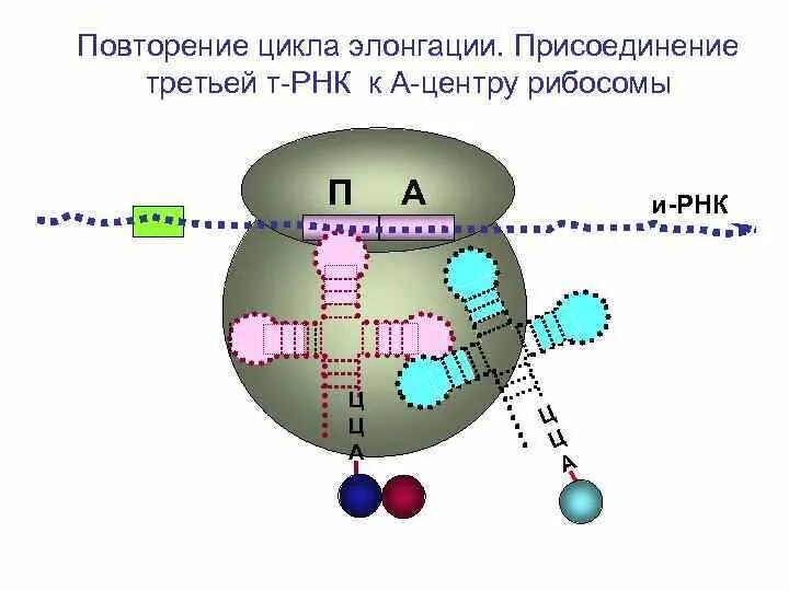 Рибосома ТРНК ИРНК. Т РНК В рибосоме. Цикл элонгации трансляции. Центры рибосомы.