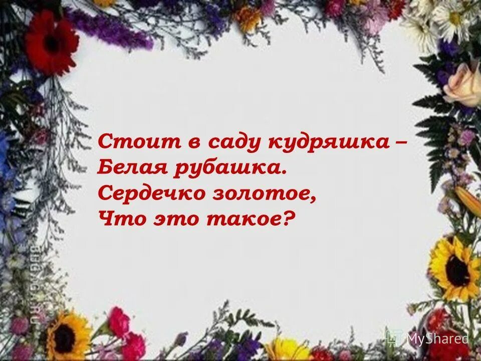 Стоит в лесу кудряшка белая рубашка сердечко. Стоит в поле кудряшка. Стоит в саду кудряшка белая рубашка сердечко золотое отгадка. Стоит в саду милашка белая рубашка сердечко золотое что это такое. Стоит в лесу кудряшка белая рубашка сердечко золотое что это такое.