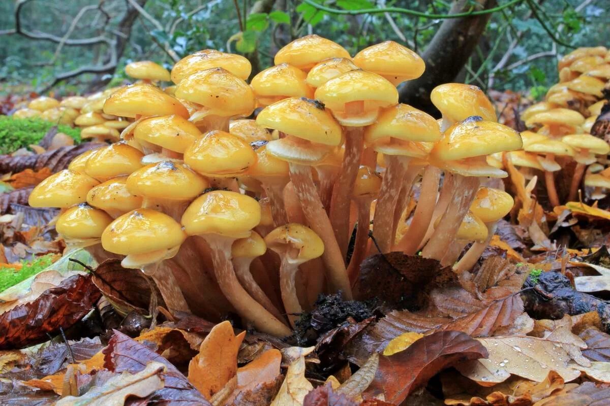 Опенок осенний. Опёнок осенний. Осенние опята (настоящие) (Armillaria mellea). Гриб опёнок осенний. 1. Armillaria mellea – опенок осенний.