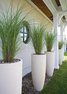 Real plant