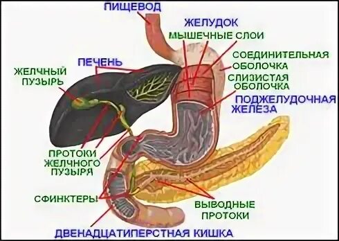 Переваривание продуктов. Сколько переваривается пища. Семечки перевариваются в желудке. Главное отделение внутренней кухни человека 2 класс. Желудок она съедает пищи.