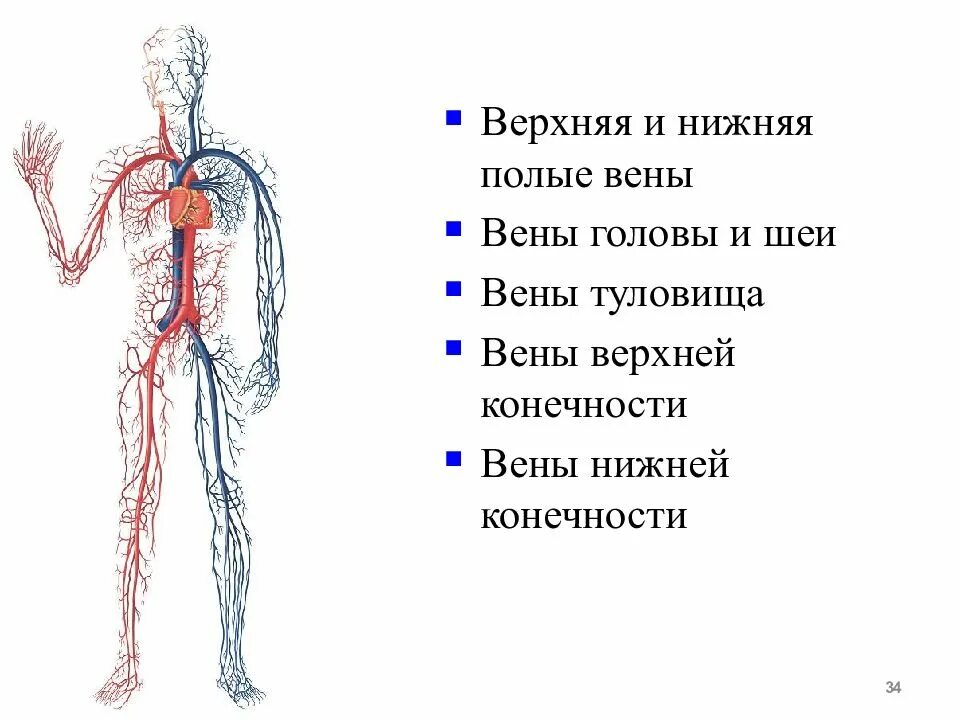 Верхняя и нижняя полая вена