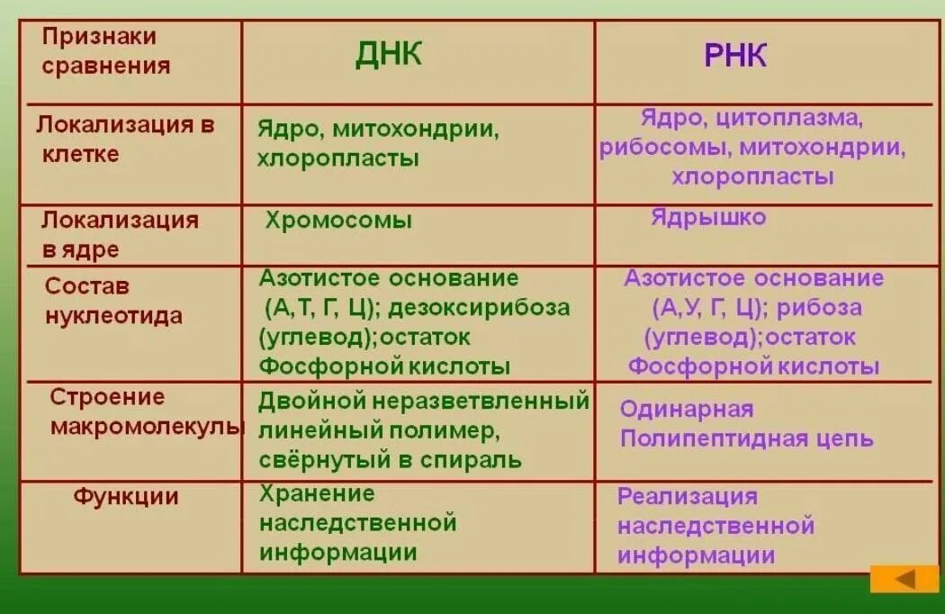 Состав днк рнк атф. Строение и функции днк и рнк таблица. функции в клетке днк и рнк таблица. функции днк и рнк таблица. строение нуклеотида днк и рнк таблица.