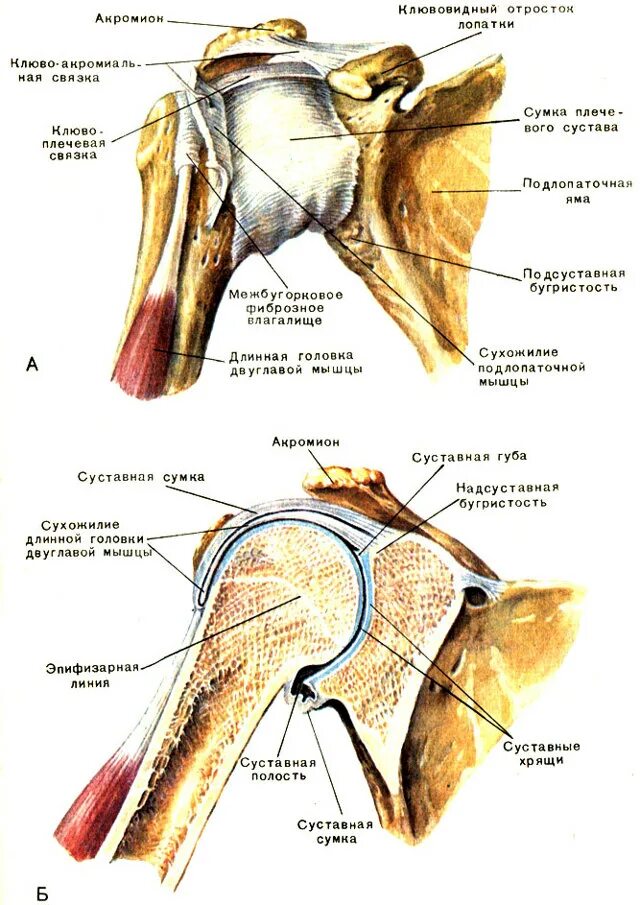 Тип плечевого сустава. Плечевой сустав анатомия строение кости. анатомические структуры плечевого сустава. костные структуры плечевого сустава. строение плечевой кости с лопаткой.