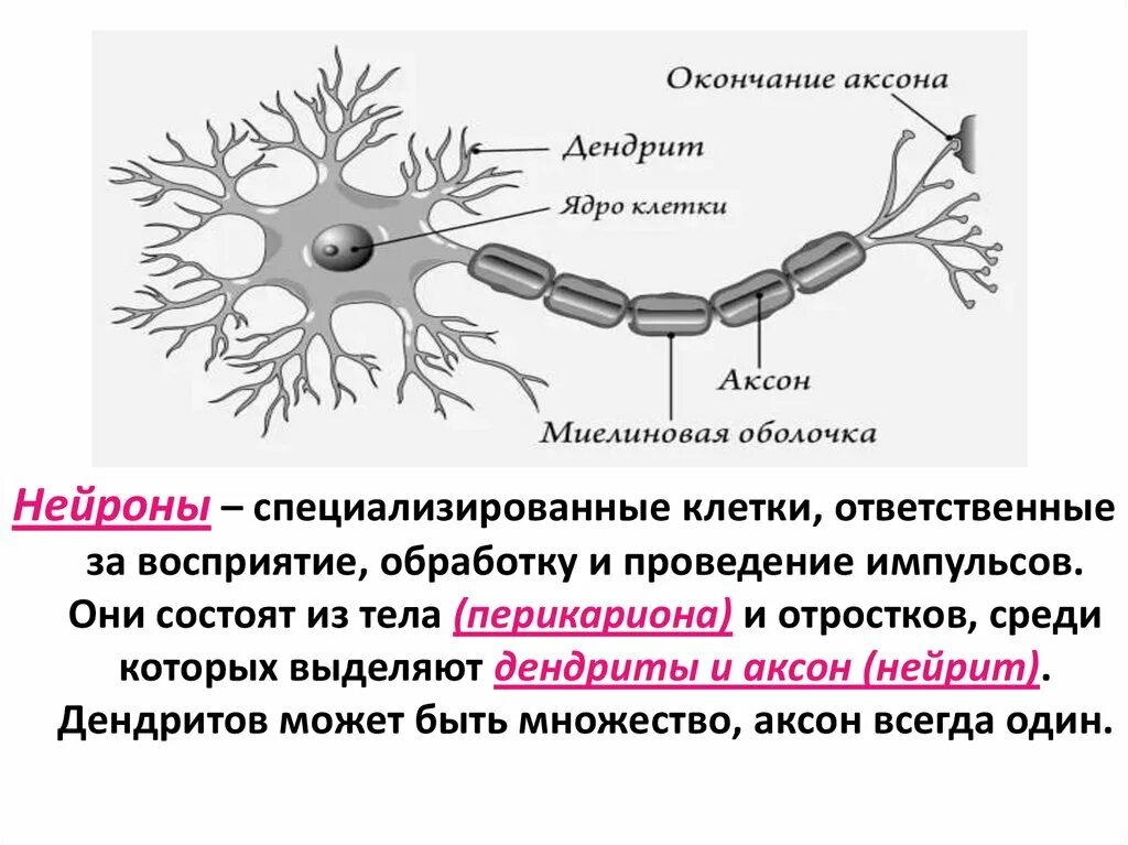 Нервная ткань состоит из собственно нервных. Нервная ткань. Нервная ткань расположение строение. Место расположения нервной ткани. Регенерация нервной ткани.