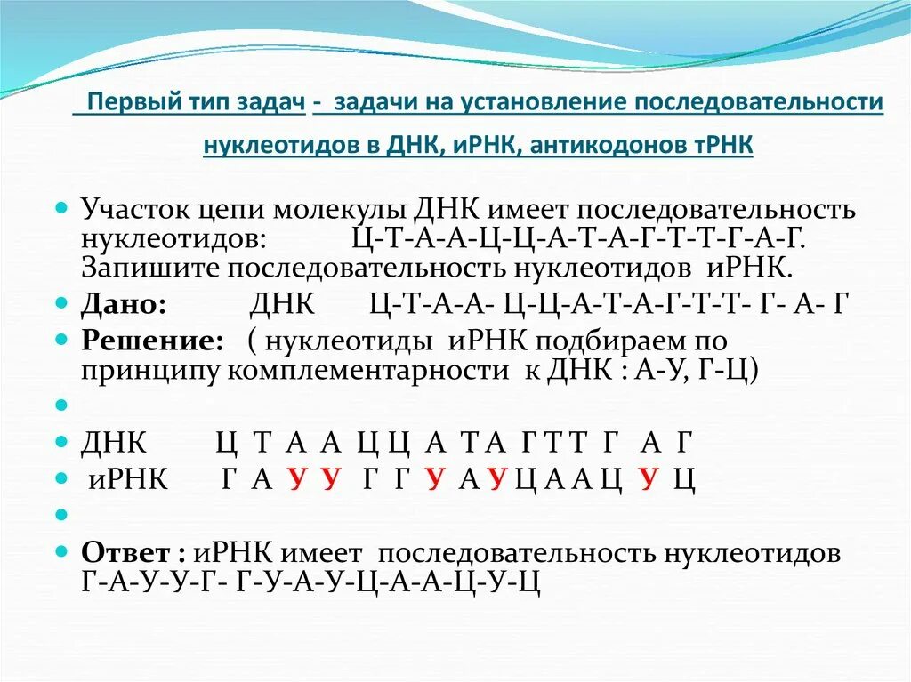 Буквы нуклеотидов. Как составить цепочку ДНК. Задачи на Цепочки ДНК И РНК. Как построить 2 цепь ДНК. Построение Цепочки ДНК.