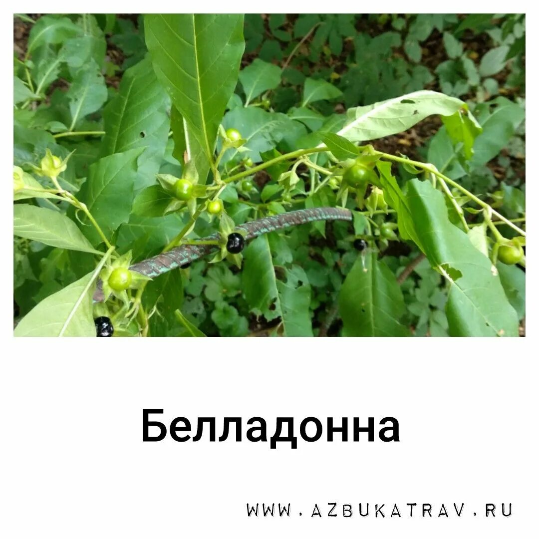 Красавка белладонна. Белладонна 8 букв сканворд. Белладонна или красавка обыкновенная. Белладонна 8 букв сканворд. Красавка цветок.