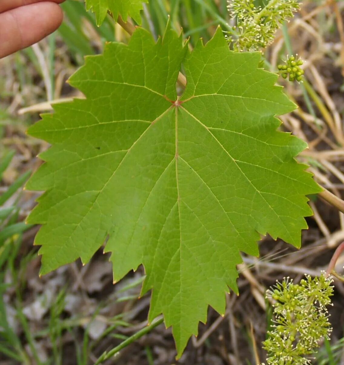 Листья сортов винограда. Листья сортов винограда. Форма листьев винограда. Типы листьев винограда. Молодые листья винограда.