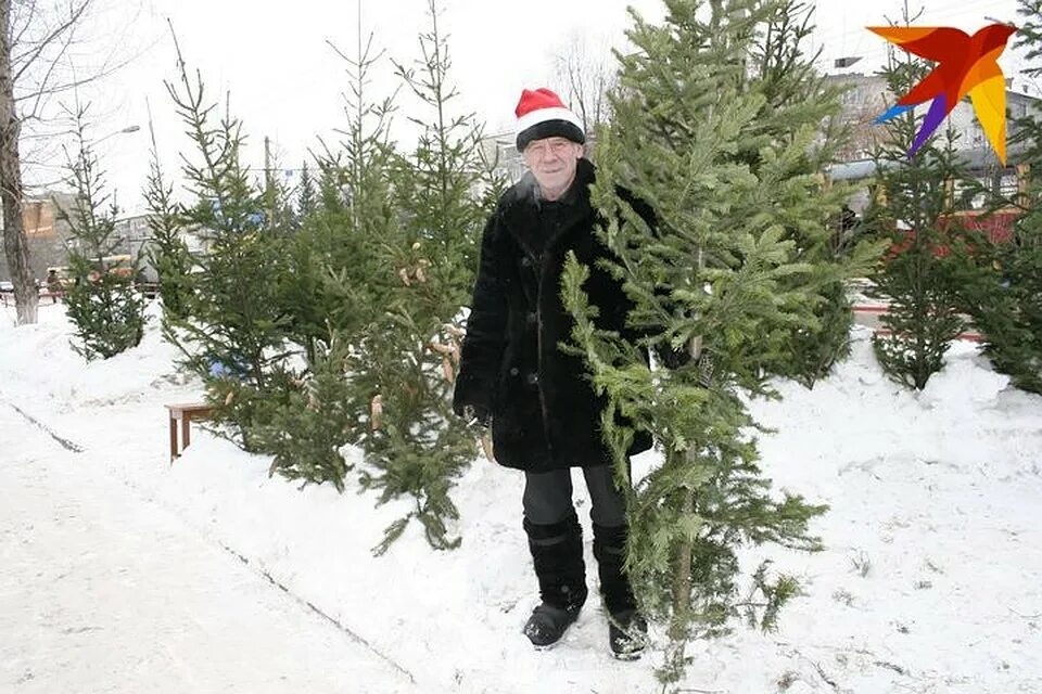 Чтобы елка дольше простояла в воде нужно. Живая елка осыпалась. живая ель не осыпалась. чтобы елка не осыпалась. живая ель не осыпалась новый год.
