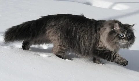 Сибирская кошка и кот