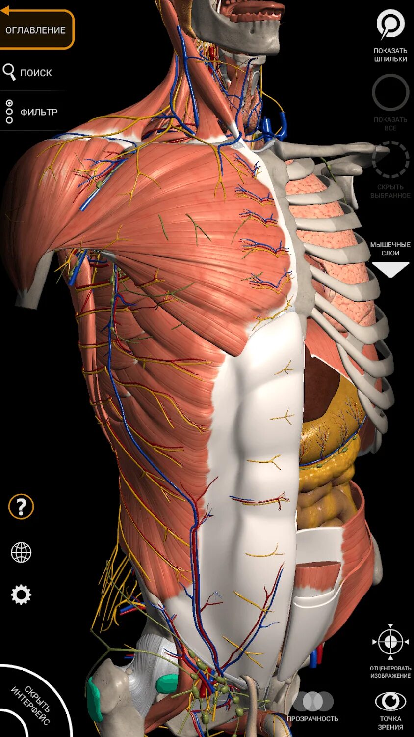 Anatomy 4pda