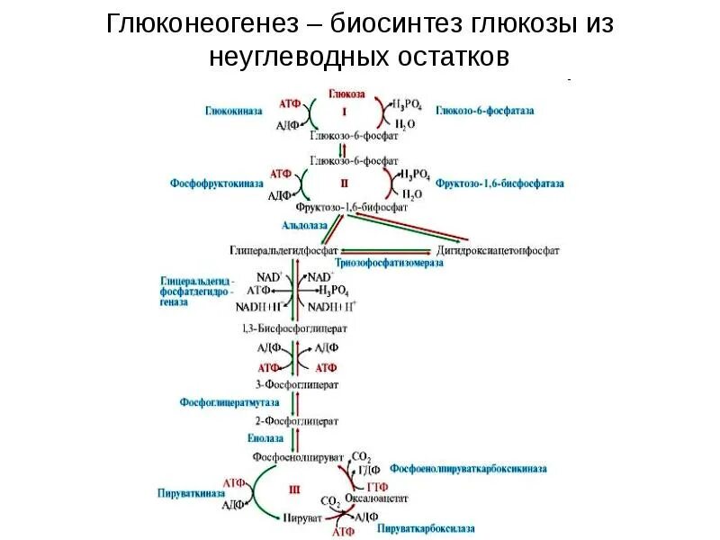 Реакции превращения глюкозы