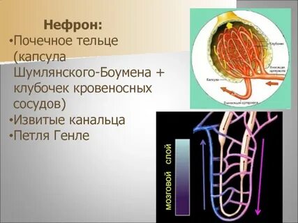 Капсула нефрона почки