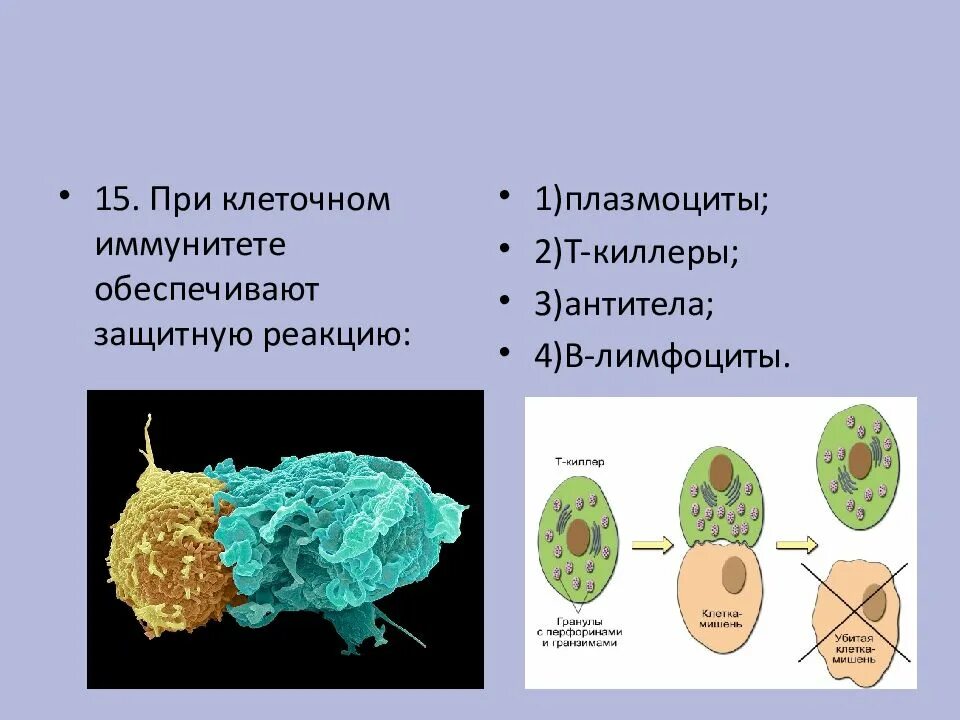 Обеспечивают иммунные реакции. При клеточном иммунитете обеспечивают защитную реакцию. Что обеспечивает клеточный иммунитет. Клеточный иммунитет т киллеры. Плазмоцит обеспечивают реакции клеточного иммунитета.