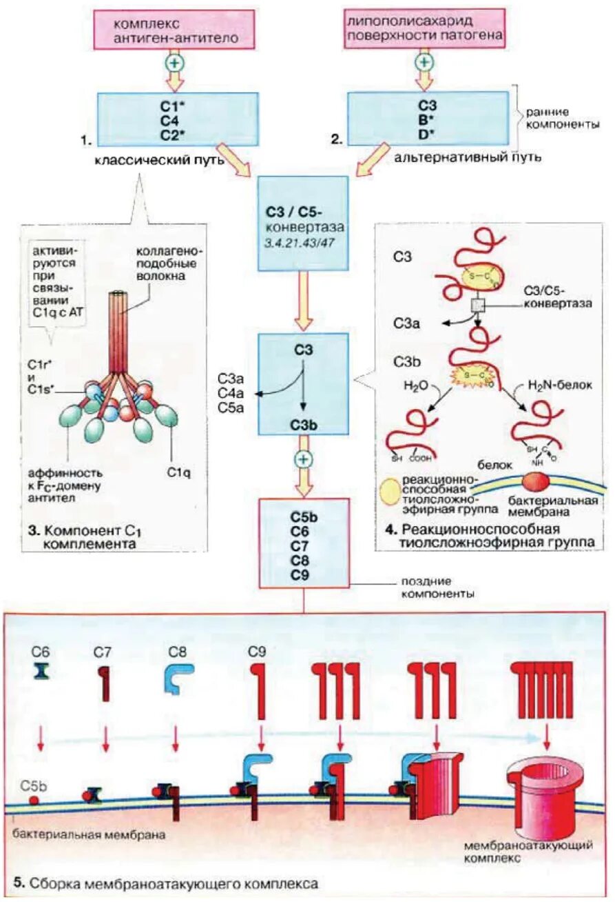 Комплемент иммунитет. Активация системы комплемента с3. Строение c3 компонент комплемента. 3 Пути активации системы комплемента. Строение компонентов системы комплемента.