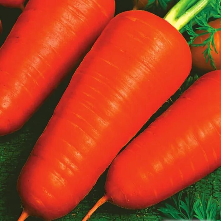 Морковь семена лучшие сорта для открытого. Морковь Курода Шантанэ. Семена морковь Купар f1. Семена Шантане 2461.