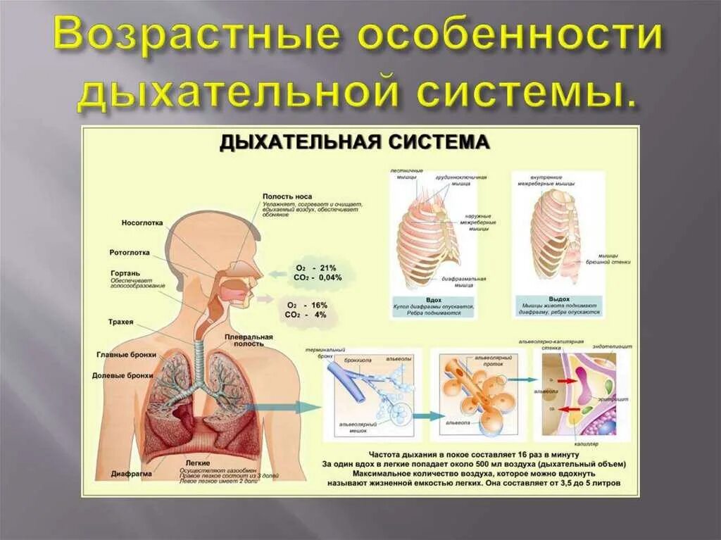 1 структуры дыхательной системы. 1 структуры дыхательной системы