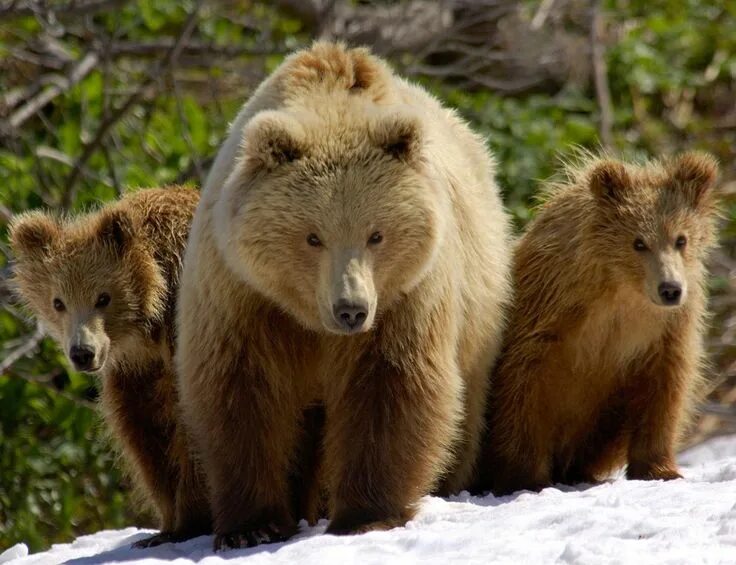 Spring bear. Мексиканский гризли вымерший вид. Spring bear. Мишка с цветами. Медведь.
