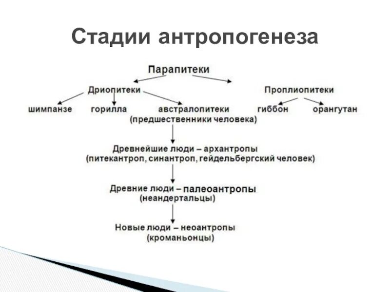 Дриопитеки общие предки. Схема этапы развития эволюции человека\. Этапы антропогенеза дриопитеки. Основные этапы антропогенеза схема. Основные этапы эволюции приматов и человека схема.