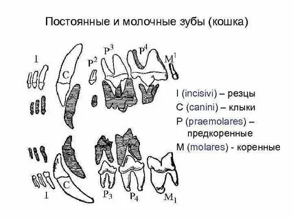 Моляры у кошек