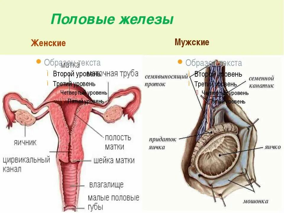 Строение половой железы. Половые железы строение. Строение женских половых желез. Женские половые железы строение.