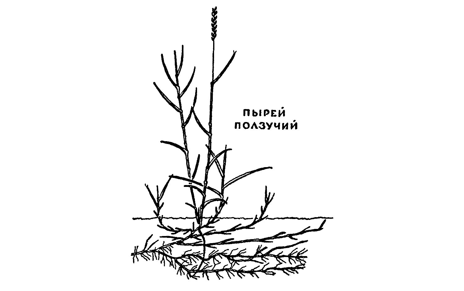Корневище пырея ползучего. Корневище пырея ползучего схема.