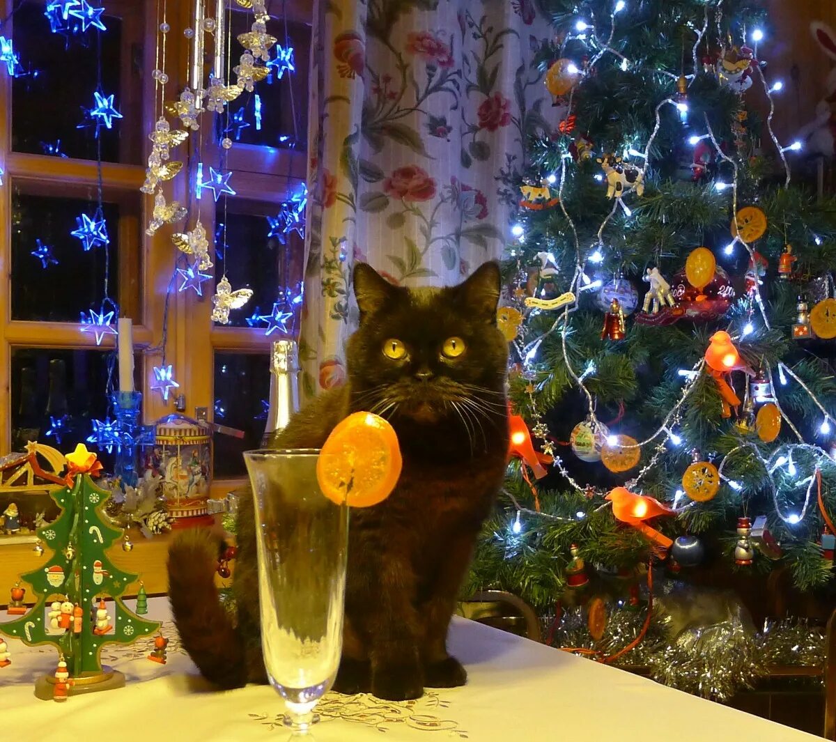 Кот празднует новый год. Кот и елка. кошки новый год. кот и новогодний стол. новогодний вечер с котом.