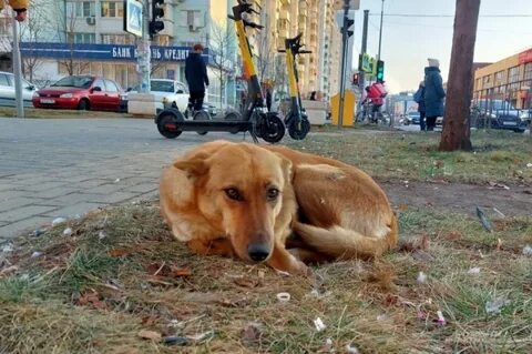 Собака приморский край