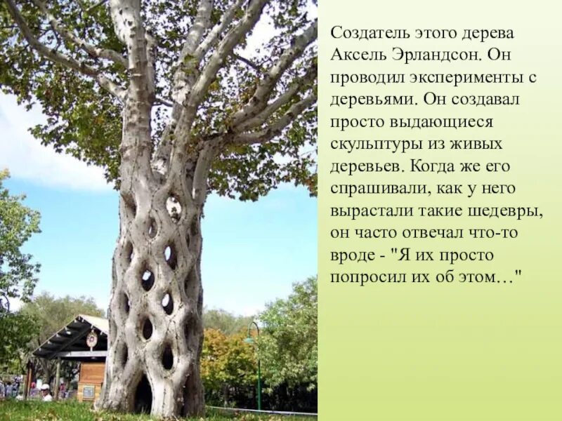 Презентация мир деревьев